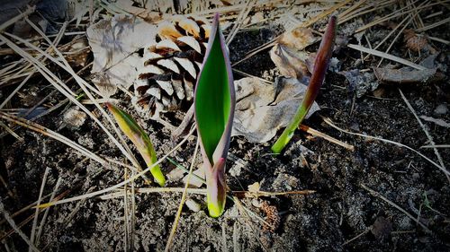 Close-up of plant