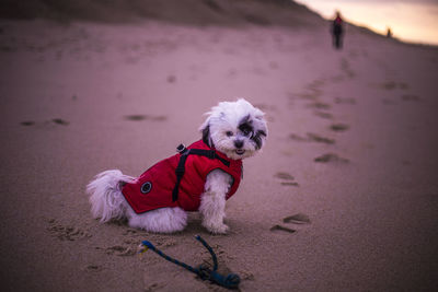 Close-up of dog on sand at beach