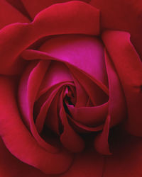 Close-up of red rose