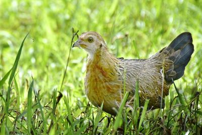 Close-up of a bird on field