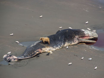 High angle view of grizzly bear on dead whale at beach