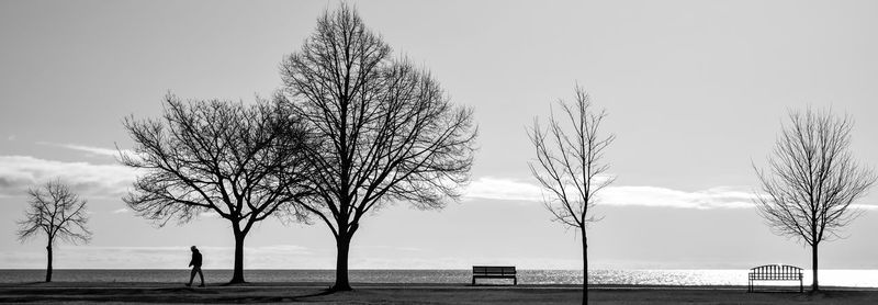 Bare tree by sea against sky