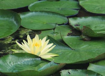 Close-up of lotus water lily in pond