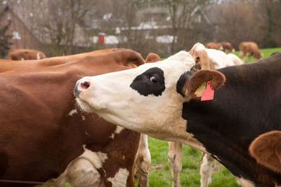 Cow in a field