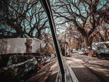 Bare trees by street in city