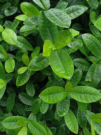 Full frame shot of wet leaves