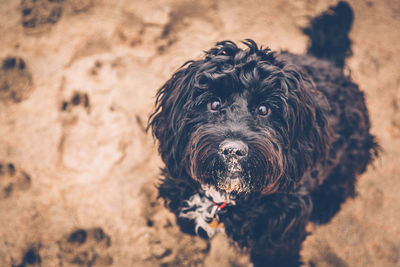 Portrait of a dog