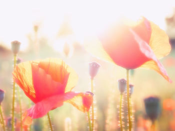Close-up of red tulip