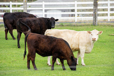 Cow standing in a field