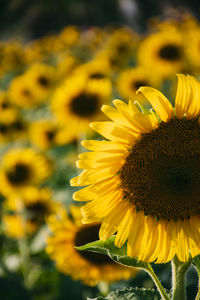 Close-up of yellow sunflower on field