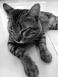 Close-up of cat resting on floor