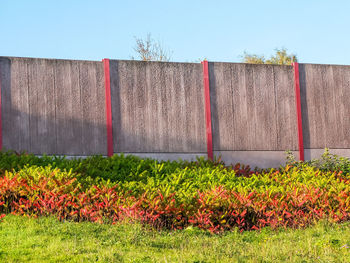 Plants growing on field against clear sky