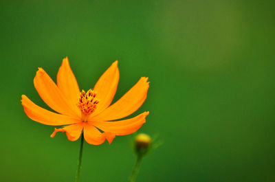 Close-up of orange cosmos flower