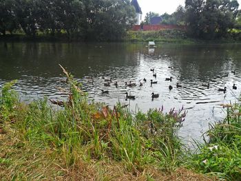 Swan floating on lake