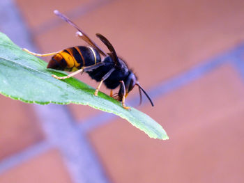 Close-up of insect on leaf