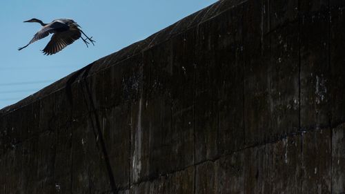 Low angle view of eagle flying against clear sky