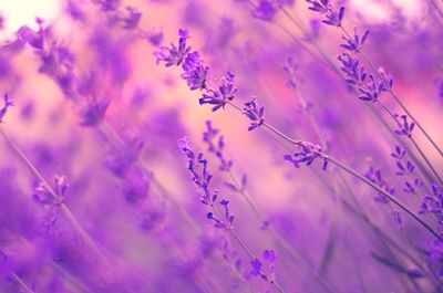 Low angle view of purple flowering plants