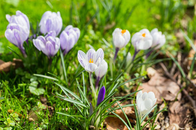 Close-up of crocus blooming on field