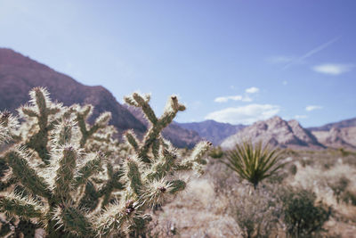 Close-up of plants growing on field against sky