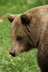 Close-up of bear on field