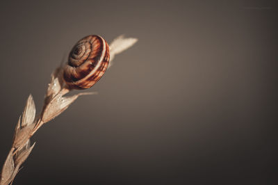 Close-up of snail