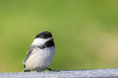 Close-up of bird perching on wood