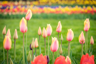 Close-up of pink tulips on field