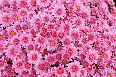 High angle view of pink flowering plants on field