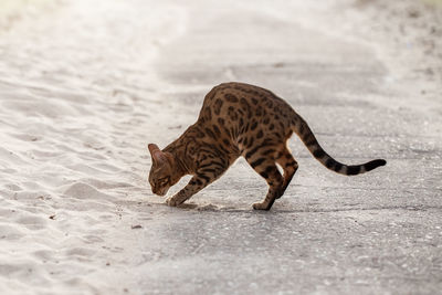 Side view of a cat