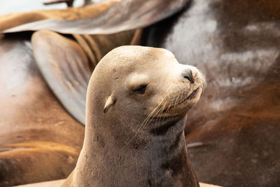 High angle view of sea lions relaxing on beach