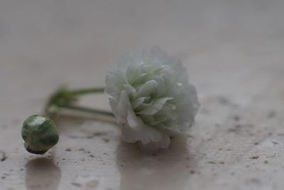 Close-up of fruit on table