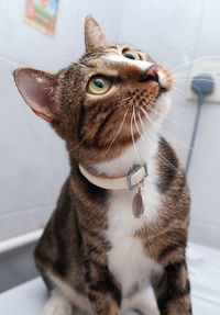 Close-up portrait of cat