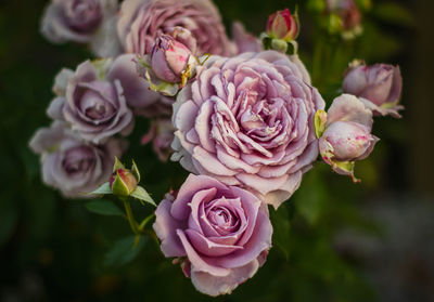 Close-up of pink rose bouquet