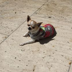 High angle view of dog on sand