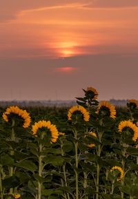 Close-up of flowering plant against sky during sunset