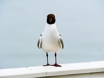 Close-up of seagull on retaining wall