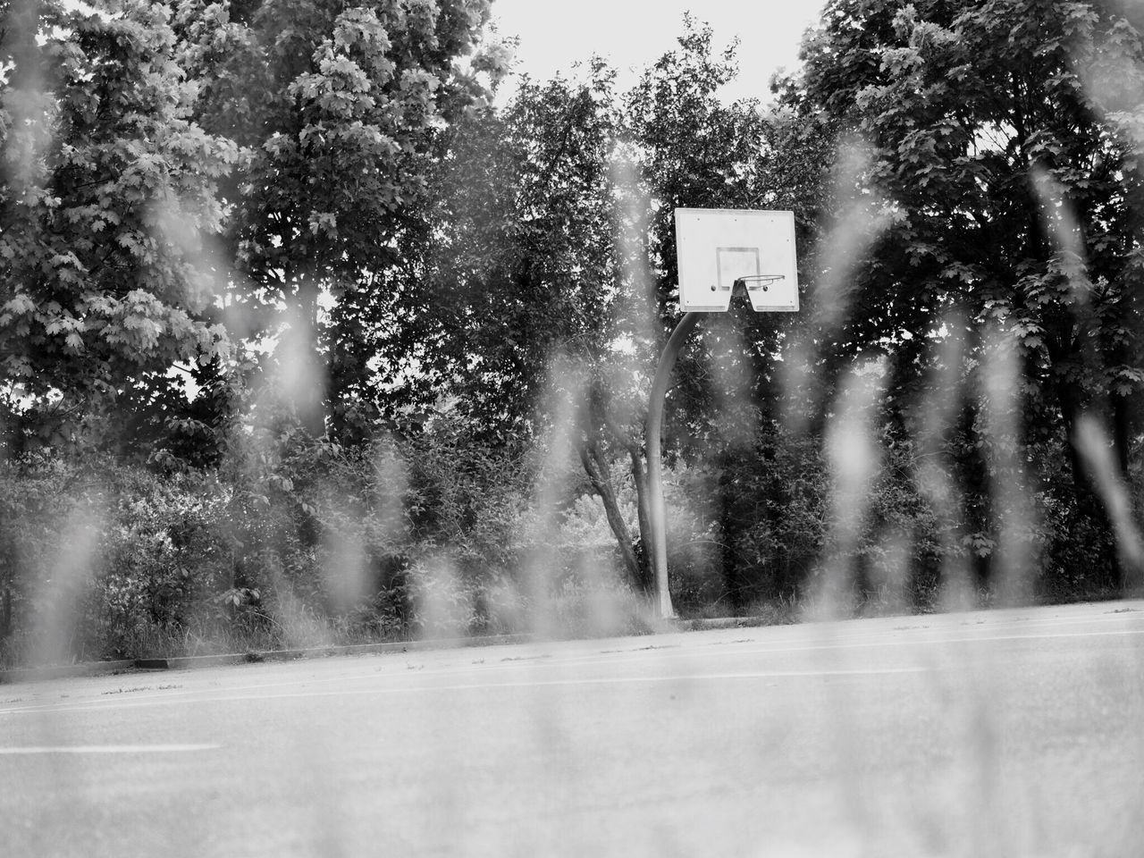 TREES AGAINST BLURRED BACKGROUND