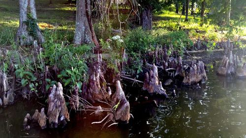 Scenic view of waterfall in forest