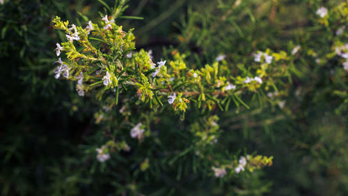 Close-up of plants against blurred background