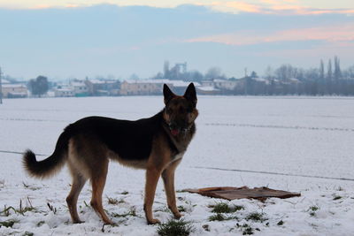 Close-up of dog