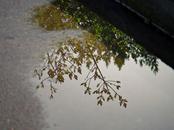 Reflection of trees in water