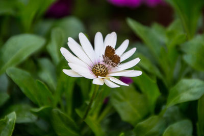 Close-up of white flower