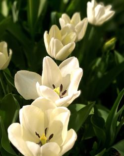 Close-up of white flowering plant