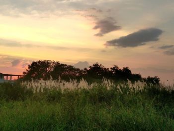 Plants growing on land against sky during sunset