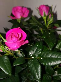 Close-up of pink rose blooming outdoors