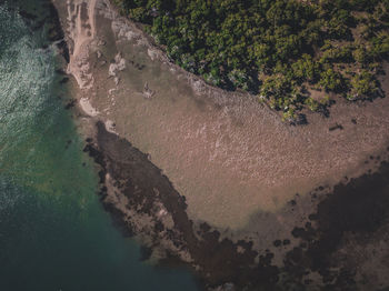 High angle view of trees in water