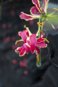 Close-up of flowers blooming outdoors