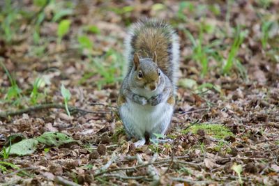 Close-up portrait of squirrel