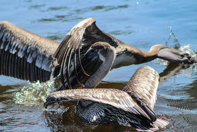 Close-up of bird by river