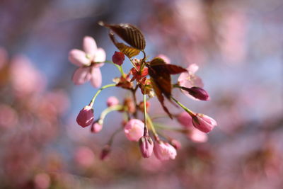 Close-up of insect on pink flower
